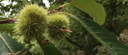 Crea: gli appuntamenti in programma a Castanea expò-image