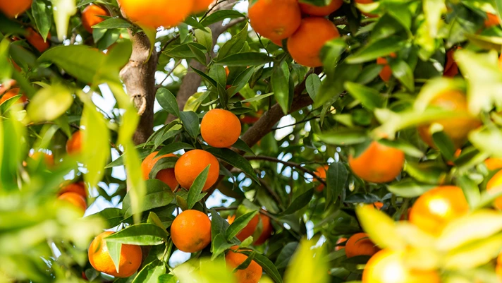 Consorzio Armonia, brevetto europeo per clementina Perrina