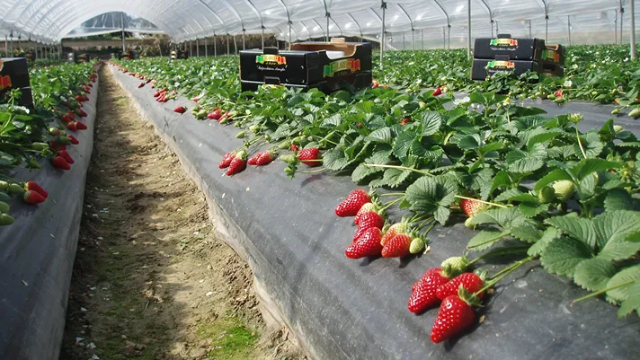 Apofruit, chiusa la liquidazione dei prodotti primaverili