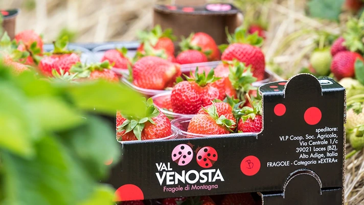 Fragole della Val Venosta tra tradizione e innovazione