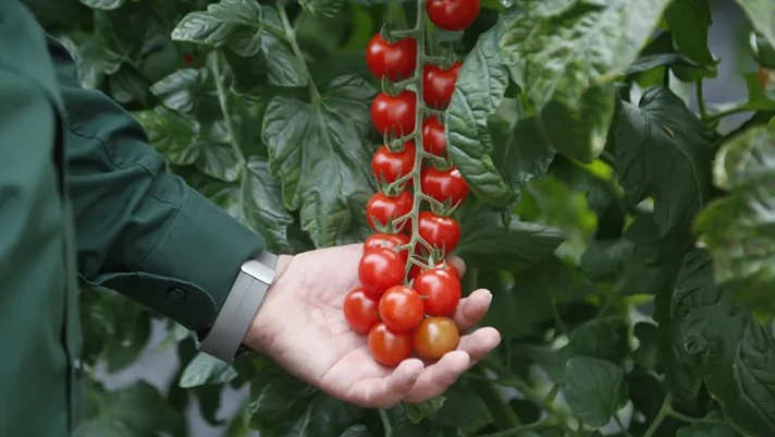 Hm.Clause, a Fruit Attraction 2026 le nuove varietà