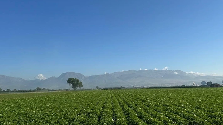 Patata del Fucino Igp, al via la campagna di Ruggiero