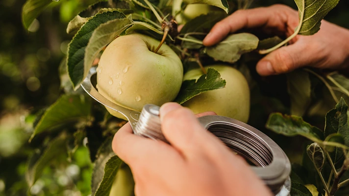 Mele bio Val Venosta, eccellenze d'alta quota anche d'estate