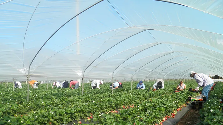 Apofruit, nel Metapontino brilla la fragola