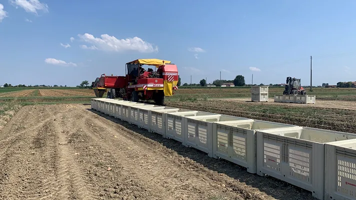 Ondate calore: meno patate ma per Romagnoli ok prezzi