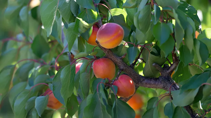 Albicocche, in Calabria l'Op Agricor avvia la nuova campagna
