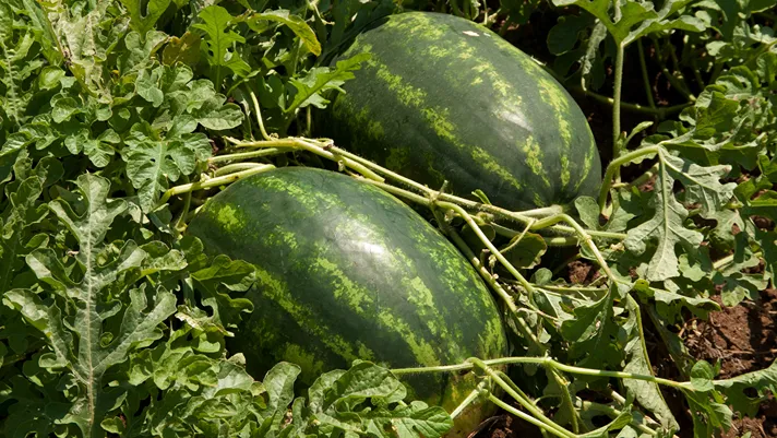 Angurie: Syngenta punta sulla precocità con Barello F1