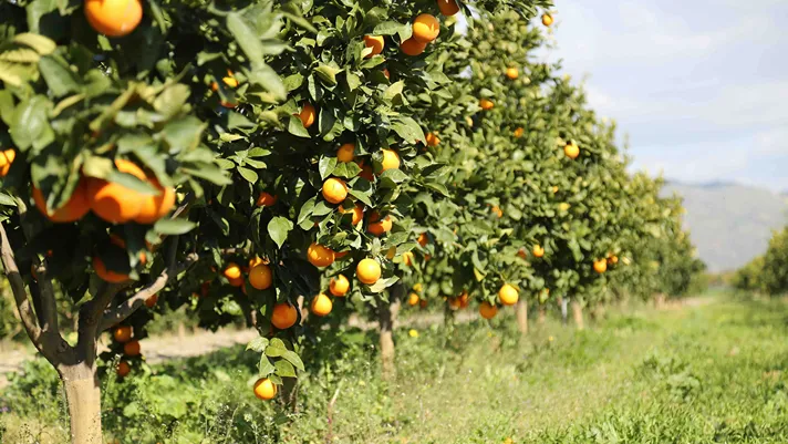 Arance, Barbera punta sulle extra rosse