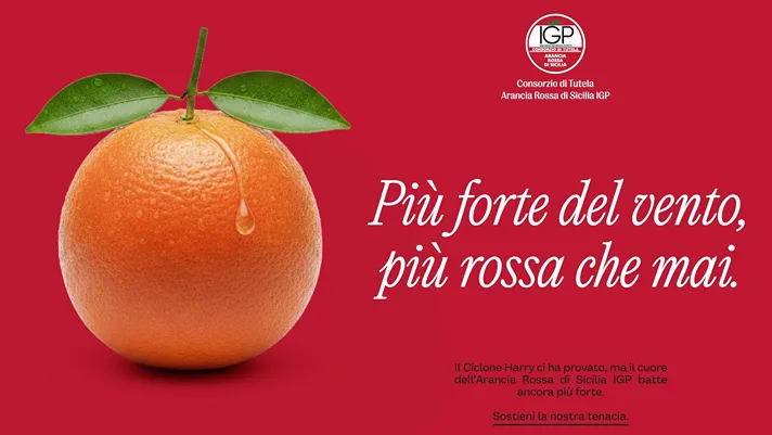 Arancia siciliana: più forte del vento, più rossa che mai