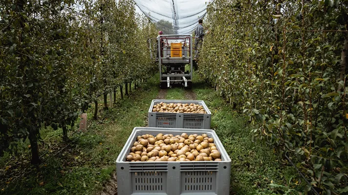 Op Kiwi Sole: campagna delle pere oltre le previsioni