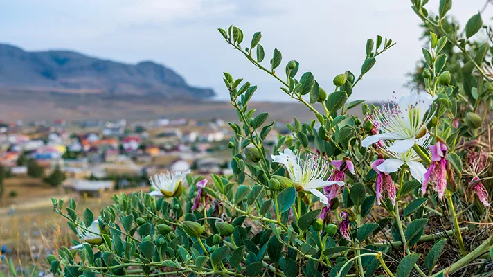 Nuove tecnologie per tutelare Cappero Igp di Pantelleria