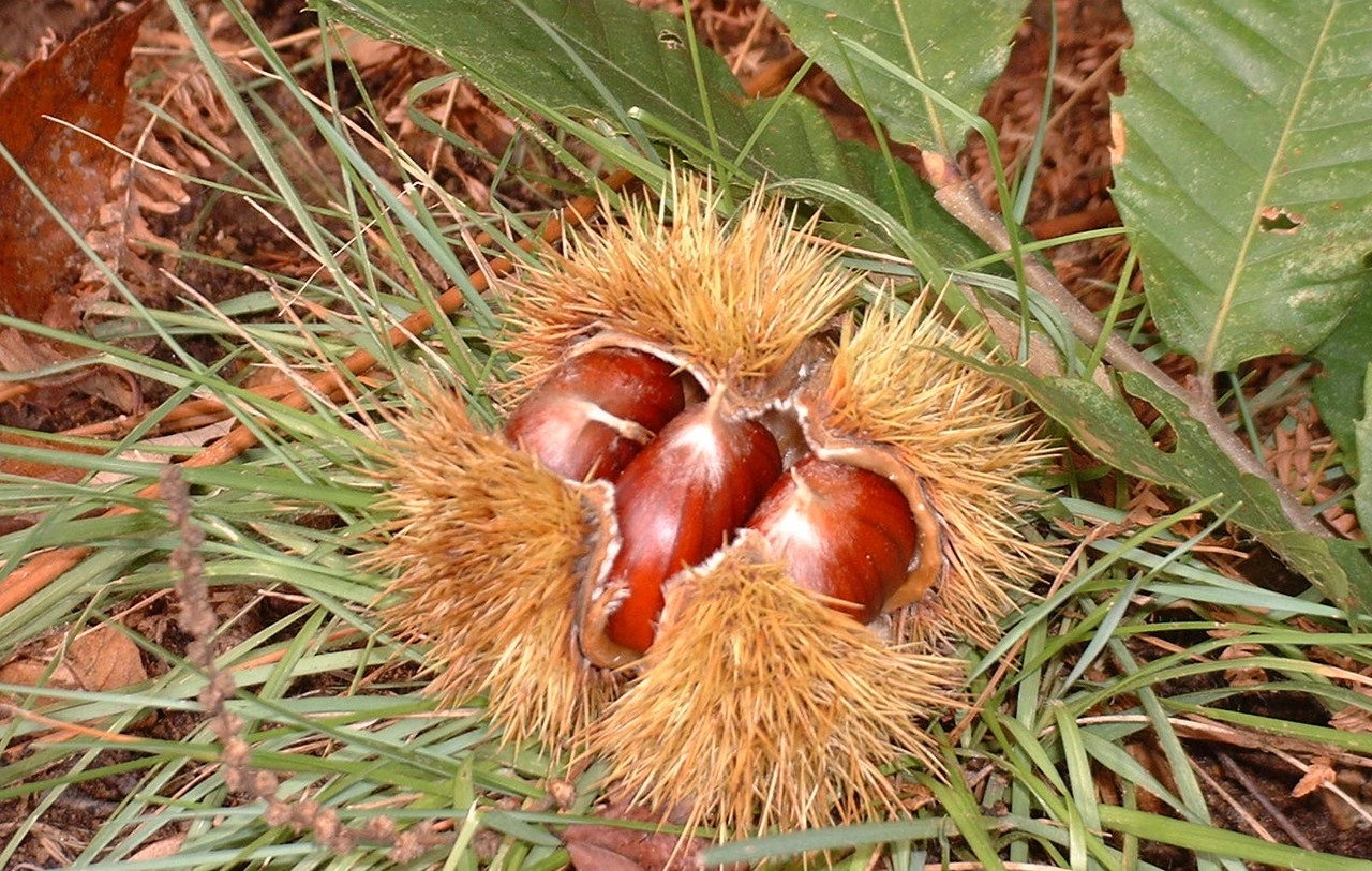 Slow Food: sei proposte per la valorizzazione del castagno