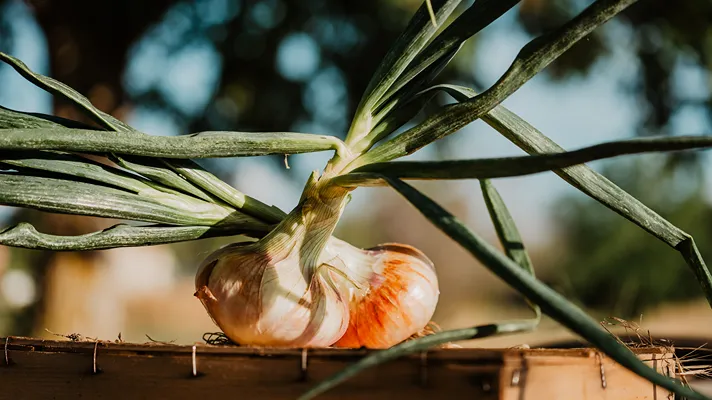 La cipolla di Castrovillari diventa Presidio Slow Food