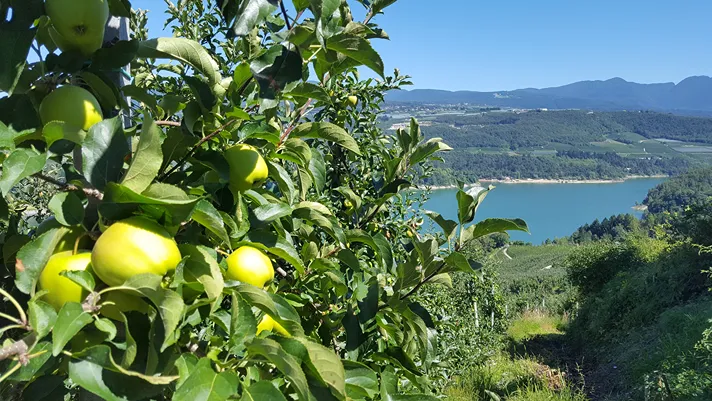 Val di Non e Val di Sole, al via concorso per le scuole