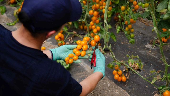 Così Com'è, la passata a basso contenuto di nichel