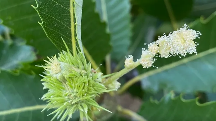 Castagno, il Castanetum flower festival celebra la fioritura