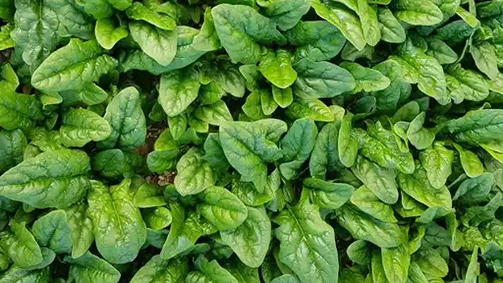 Quarta gamma, niente obbligo di imballaggi compostabili