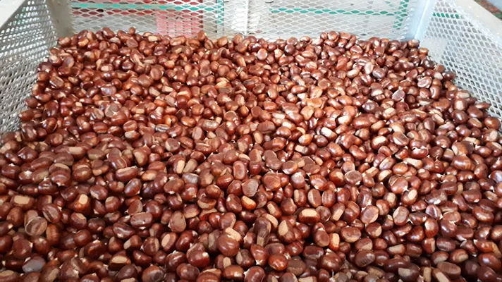 Marrone della Valle di Susa Igp, conclusa la raccolta