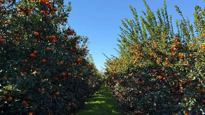 Conclusa la stagione del mandarino Tang-gold