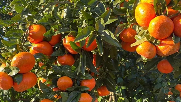 Kiwi Sole, in due anni più di 200 ettari di mandarino Tango