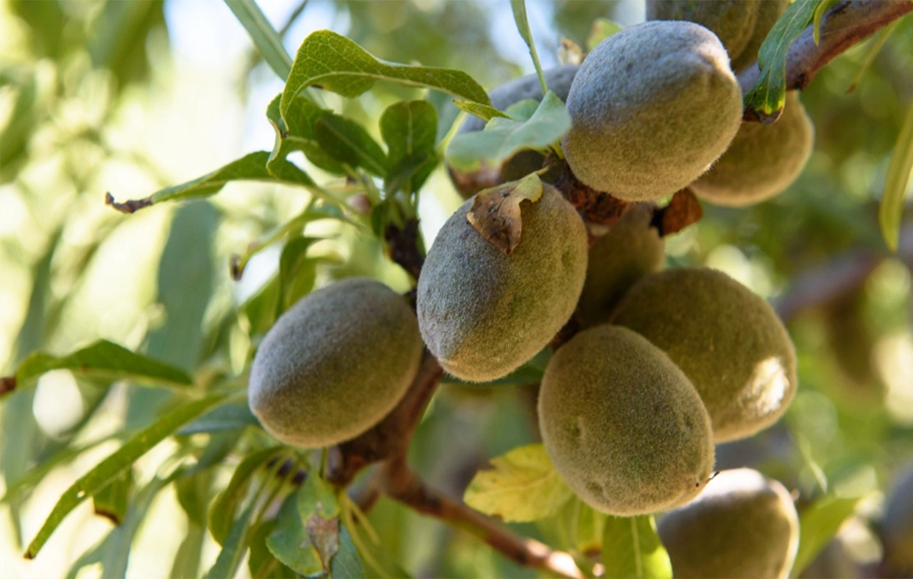 Crea, risultati incoraggianti dal progetto Valore in campo