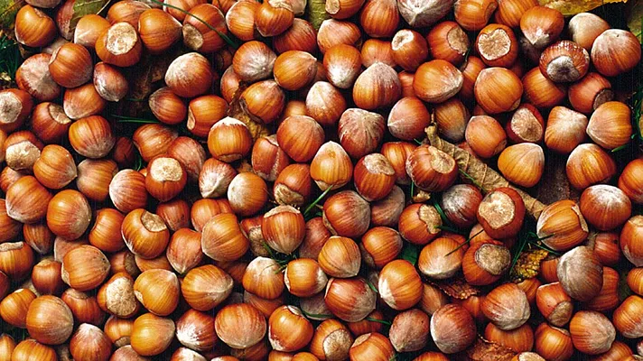 Salgono i prezzi per la Nocciola Piemonte Igp