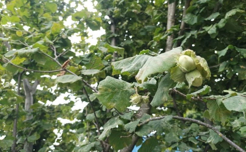 Nocciole dei Nebrodi, Ioppolo: "Intervenire su produzione"