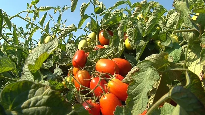 Pomodoro da industria, l'Oi aggiorna le regole condivise