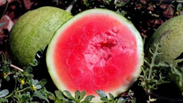 L'Orto di Eleonora espone a Bologna