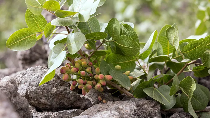 Pistacchio di Bronte, obiettivo consapevolezza