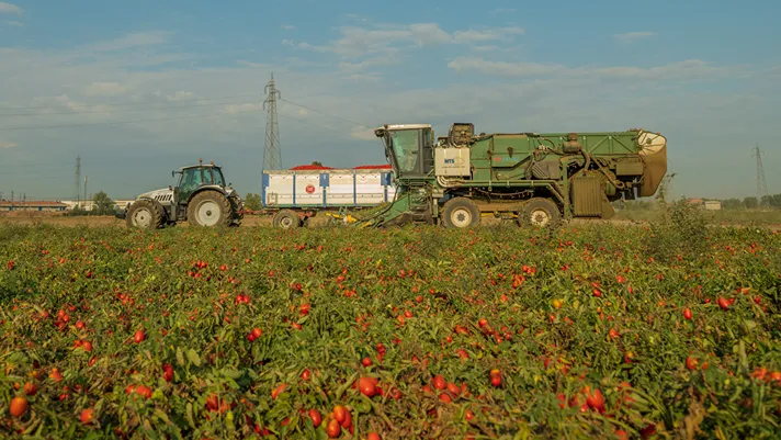 Casalasco: campagna pomodoro record