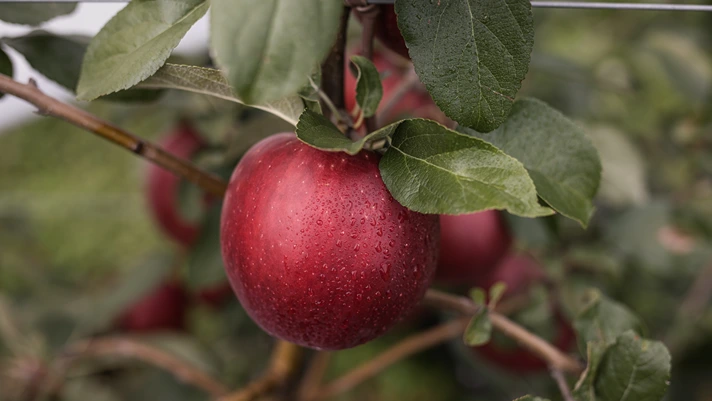 Vip, solida prospettiva di crescita per le mele club