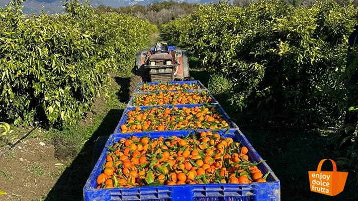 Clementine e mandarini protagonisti dell'autunno europeo