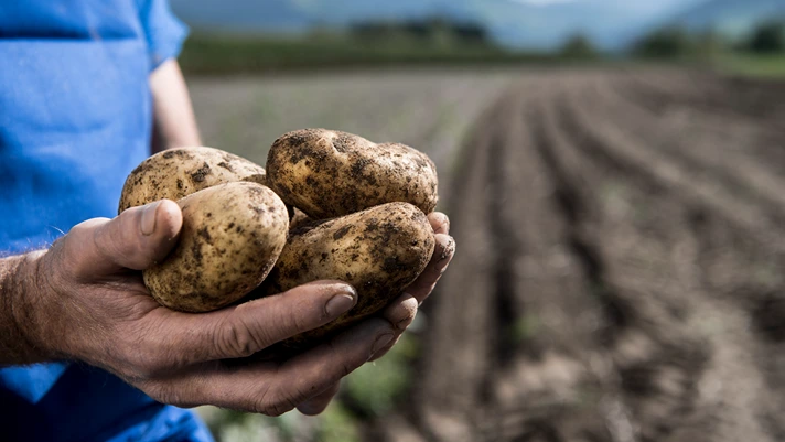 Patate dell’Alto Adige con Marchio di Qualità: si parte!