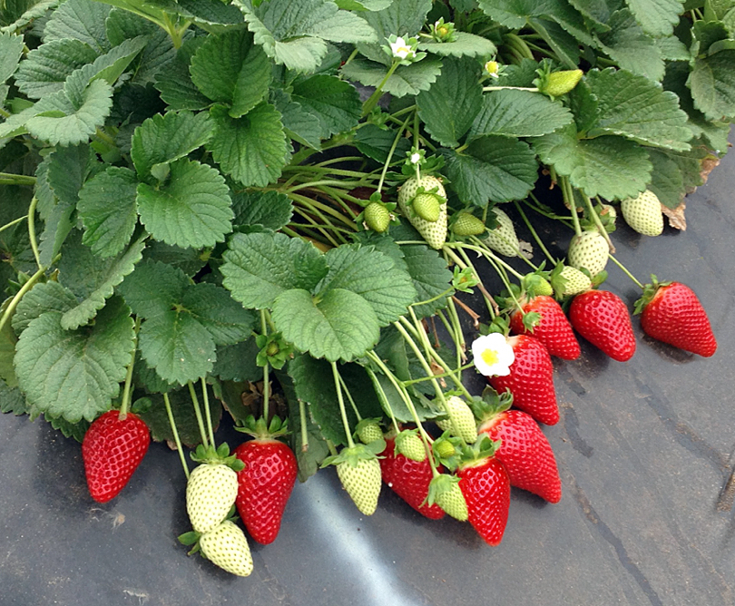 Piante di fragole Flavia