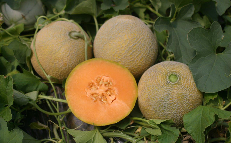 EnzaZaden_Meloni_novità2