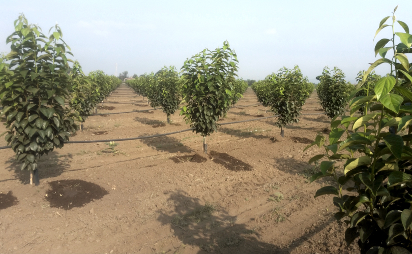 Kaki_Divano_NuoviImpianti