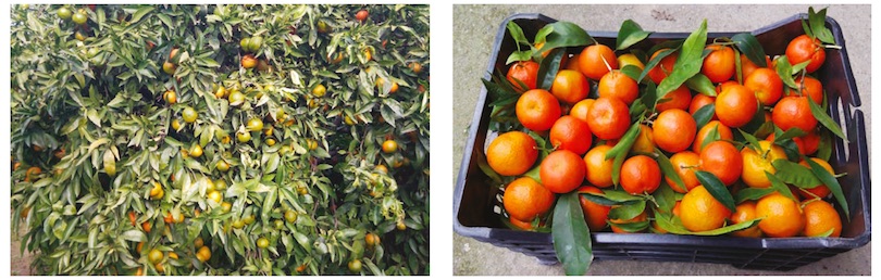 clementinesanzo_aoparmonia