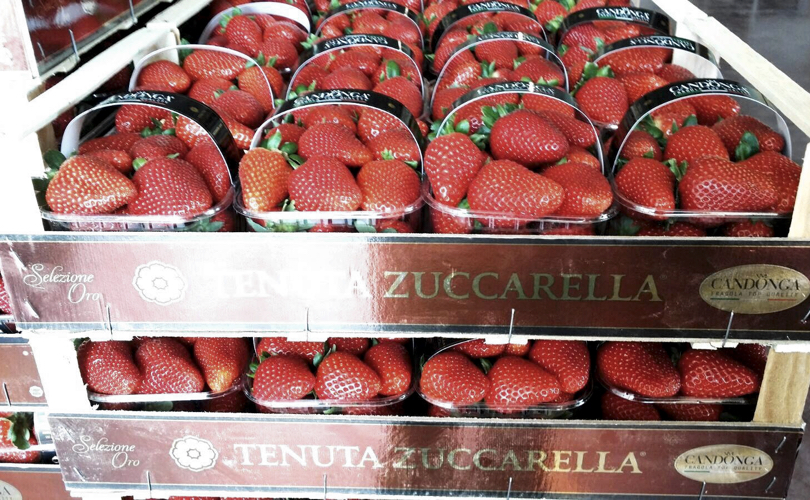 CandongaFragole_Zuccarella