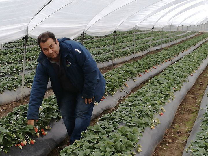 FragolaCandonga_VincenzoPadula