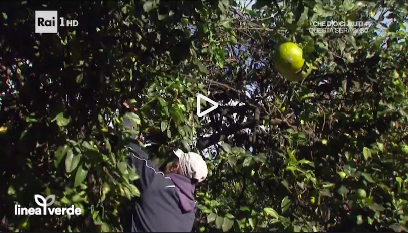 LineaVerde_Bergamotto