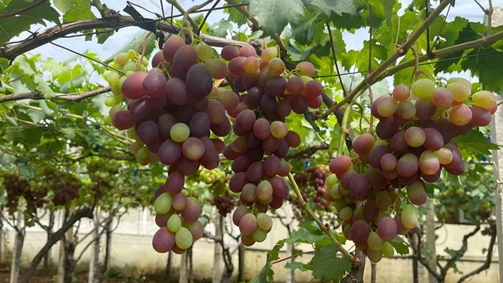 Uva di Mazzarrone Igp: il 2025 si preannuncia in crescita