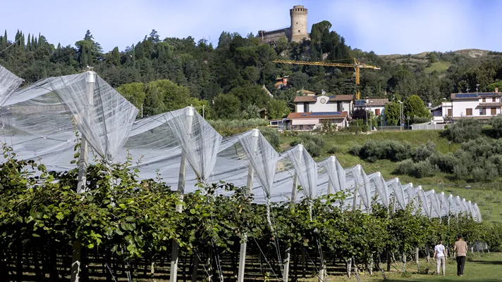 Zespri: cresce la produzione SunGold (16%) e vola a Madrid