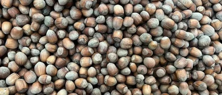 Nocciole in attesa di momenti migliori-image