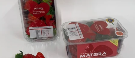 Prime certificazioni Igp per la Fragola della Basilicata-image