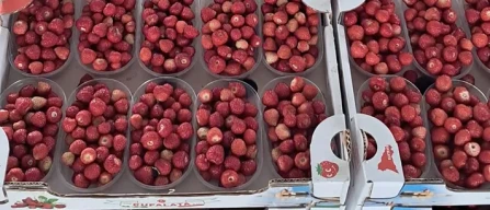 Marsala, stagione difficile per le fragoline-image
