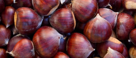 Rogo di Airola, valori nella norma per le castagne-image