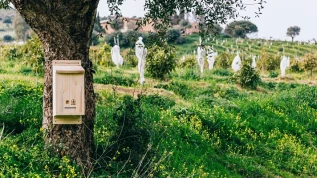 Le api per la sostenibilità di Despar Italia
