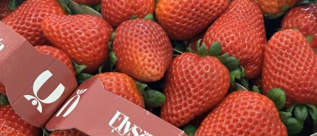 Dal breeding al branding, le fragole premium di Nsg-image