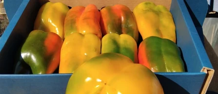 Peperone di Carmagnola: quando il pack racconta una filiera-image